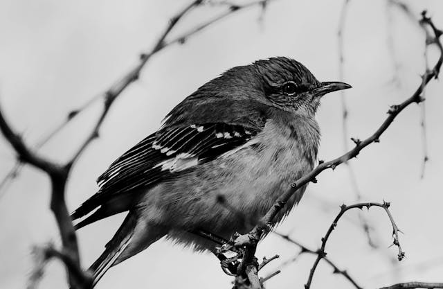 to-kill-a-mockingbird-a-controversial-classic-still-riles-charms