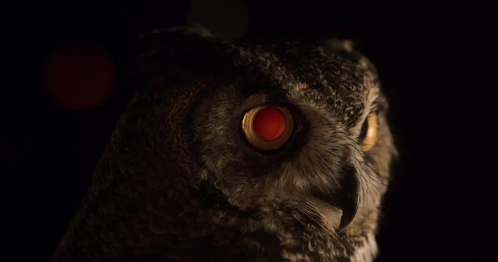 Nature is watching: an owl looks upon "Users" / Photo courtesy of Icarus Films.